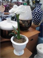 Amaryllis in vase
