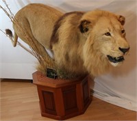 African Lion-Panthera Leo from South Africa- 8 ft