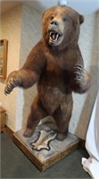 Alaskan Brown Bear-Approx 80"H, Back to Paw 4 ft