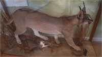 Carpacal-Felis Carcal  (South Africa) in Glass