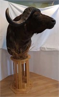 Cape Buffalo-Nose to Back of Mount 4ft, Horn to