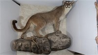 Mountain Lion (Montana) Male-Tip of Tail to Edge
