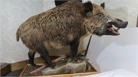 European Wild Boar-Tip of Nose to Tip of Tail