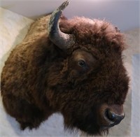 American Bison-Total Height 45", Width 28",