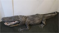 Alligator(Louisianna) Total Length 129", Total
