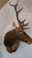 American Elk (New Mexico)-Wall Mount to Nose 32",