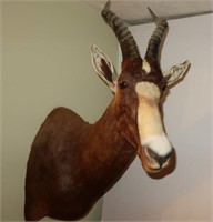 Blesbok (South Africa)-Height Top of Horn to