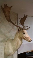 Fallow Deer (Native to India)-Wall to Tip of Nose
