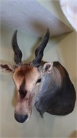 Eland-Male-Wall to Tip of Nose 42", Tip of Horn