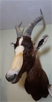 Blesbok (South Africa)-Wall Mount to Tip of Nose