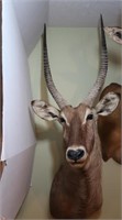 Water Buck-Wall to Tip of Nose 26", Tip of Horn