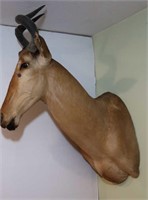 Hartebeest-Wall to Tip of Nose 32", Tip of Horn