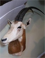 Simitar Oryx-Wall to Edge of Ear 21", High Point