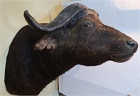 Cape Buffalo-Wall to Tip of Nose 42", Top of Head
