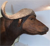 Cape Buffalo-Wall to Tip of Nose 43", Top of Head