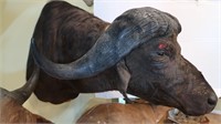 Cape Buffalo-Wall to Tip of Nose 47", Top of the