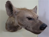 Hyena-Wall to Tip of Nose 23", Tip of Ear to Tip