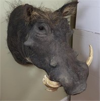 Warthog-Wall to Tip of Nose 21", Width of Tusks