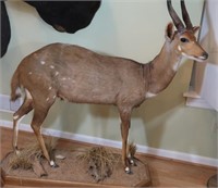 Bush Buck-Tail to Tip of Nose 48", Hoof to Tip of