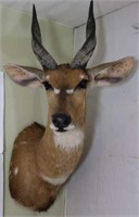 Bush Buck-Wall to Tip of Ear 18", Tip of Antler