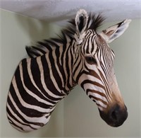 Zebra-Wall to Tip of Nose 31", Tip of Ear to