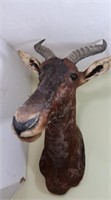 Hartebeest-Wall to Tip of Nose 29", Tip of Antler