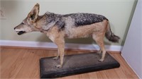 Black-Backed Jackal-Nose to Tip of Tail 36", Paw