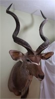 Kudu (East Africa)-Wall to Tip of Nose 33", Tip