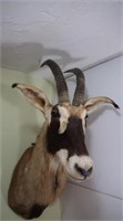 Roan Antelope-Wall to Tip of Nose 33", Length of