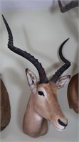 Impala-Wall to Tip of Nose 19", Length of Antler