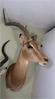 Impala-Wall to Tip of Nose 21", Length of Antler