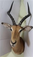 Impala-Wall to Tip of Nose 22", Tip of Antler to