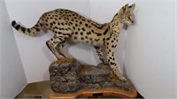 Serval (South Africa) on Oak Stand-Nose to Tip of