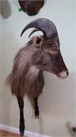 Himalayan Tahr-Wall to Tip of Ear 27", Span of