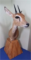 Cape Grysbok (South Africa) on Wood Stand-Top of