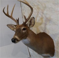 White Tail Deer Buck (13 Point)-Wall to Nose 22",