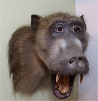 Baboon-10 1/2"W x 15" Wall to Nose