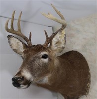 9 Point White Tail Buck-13" Outside Spread, 26