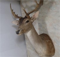 Fallow Deer-Antlers 24" Outside Spread and 18"