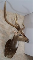Sitka Deer-8 Point, Outside Spread 21 1/2",