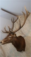 Red Stag (Argentina)-Antlers 7" x 6", 40" Outside