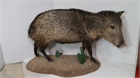 Collared Peccary (Musk Hog) Full Mount on