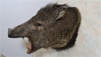 Collared Peccary-2" Tusks, Mount 18"H, 16" Wall