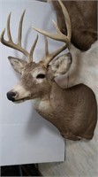 White Tail Buck-10 Point, 14" Outside Spread,