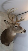 White Tail Buck-8 Point, 19" Outside Spread, 11"