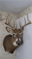 White Tail Buck-10 Point, 16 " Outside Spread,