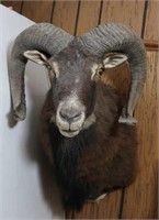 European Mouflon-Horns Curl Length 21", Mount