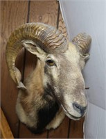 Asiastic Mouflon-Horns Curl Length 21", Mount