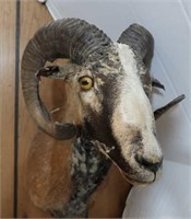 Gute Sheep-Horns Curl Length 21", Mount 20"H x