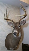 White Tail Buck Deer-8 Point, 17 1/2" Outside